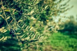 VILLE SAN PIETRO - Terreni agricoli 65.000 mq - VENDITA