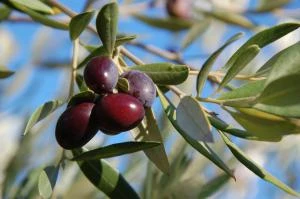 BORGOMARO - Terreni agricoli 48.000 mq - VENDITA